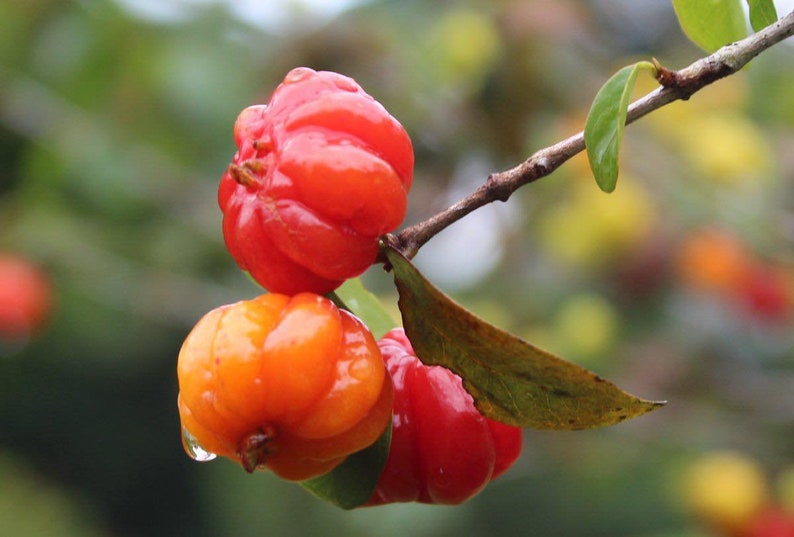 Pitanga eugenia uniflora Suriname cherry live fruit tree 12in to 24inches image 2