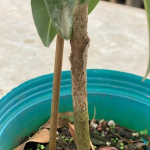 Grafted Nispero Manilkara huberi Sapodilla Live Fruit Seedling Tree 1-2ft image 4