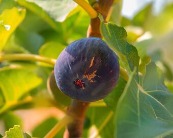 Figs "Fig" (Ficus carica) Live Fruit Plant (10in to 2ft)