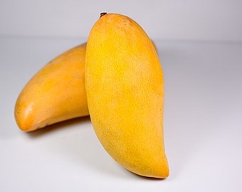 Grafted Mango (Mangifera) Yam Doc Mai Fruit Tree 2ft