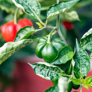 Sweet pepper aji dulce (Capsicum annuum) live plant 10inch” - 18inch