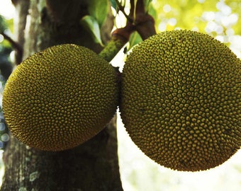 Breadfruit (Artocarpus heterophyllus) (Pana Pen) live fruit tree (10in to 2ft)