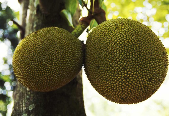 Spanish Pana Plant