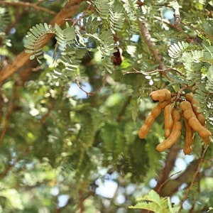 Sweet tamarind Tamarindus indica fruit tree 10 inches to 2 feet image 6