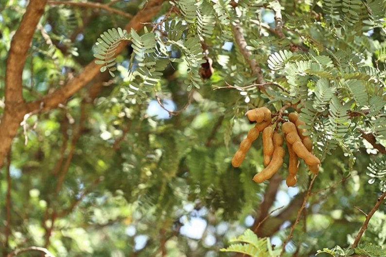 Sweet tamarind Tamarindus indica fruit tree 10 inches to 2 feet image 6