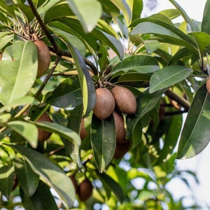 Grafted Nispero Manilkara huberi Sapodilla Live Fruit Seedling Tree 1-2ft image 9