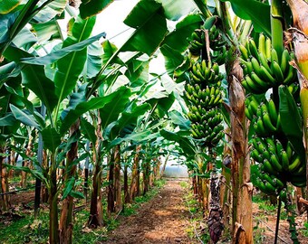 Saba banana plant (Musa acuminata × balbisiana)10inch1ft