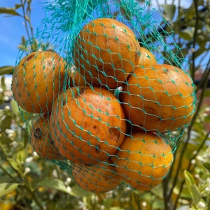 Plante Achacha / Achachairu Garcinia humilis 12 pouces 24 pouces image 3