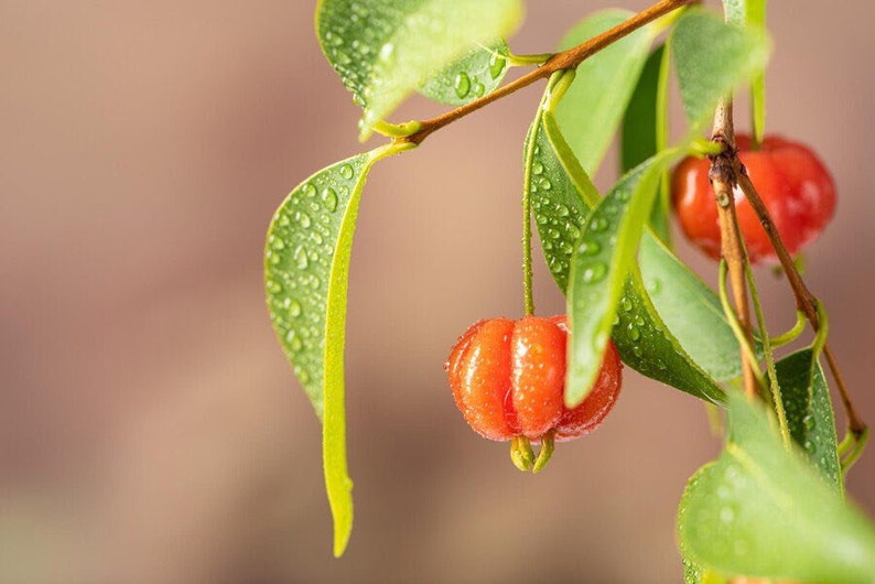 Pitanga eugenia uniflora Suriname cherry live fruit tree 12in to 24inches image 10