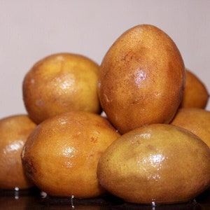 Nispero greffé Manilkara huberi Sapodilla Live Fruit Semis Arbre 1-2ft image 7