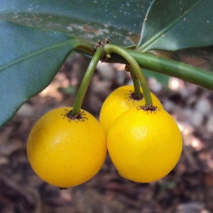 Lemon drop Mangosteen Mameyito Garcinia Mangostana 6inch-1ft image 6