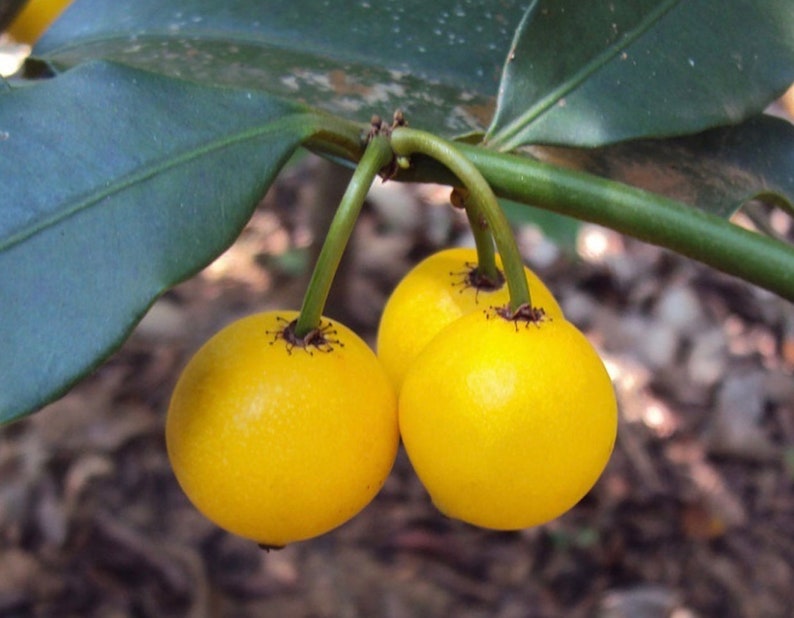 Lemon drop Mangosteen Mameyito Garcinia Mangostana 6inch-1ft image 6