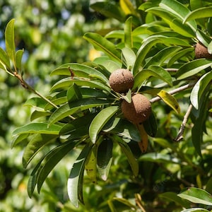 Grafted Nispero Manilkara huberi Sapodilla Live Fruit Seedling Tree 1-2ft image 3