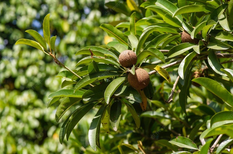 Nispero greffé Manilkara huberi Sapodilla Live Fruit Semis Arbre 1-2ft image 3