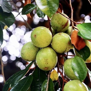 2ft White Star apple Caimito (Chrysophyllum) live Fruit Tree