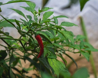 Gentleman Pepper (piments forts) (12inch2ft)