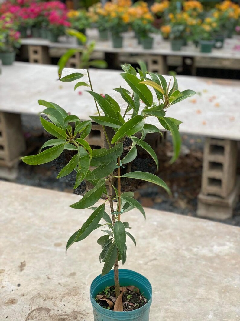 Grafted Nispero Manilkara huberi Sapodilla Live Fruit Seedling Tree 1-2ft image 6