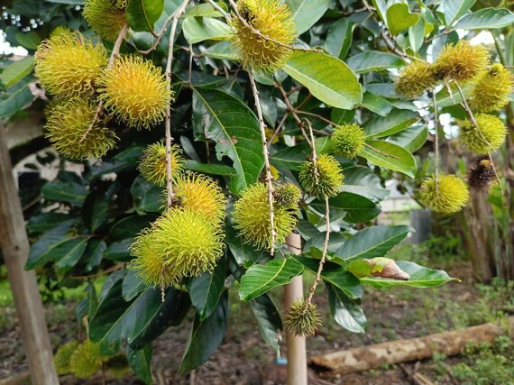 Rambutan tree deals