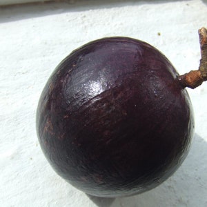 Purple Chrysophyllum albidum Star apple Caimito Fruit Tree 6in to 1ft image 5