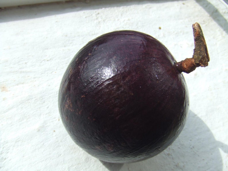 Purple Chrysophyllum albidum Star apple Caimito Fruit Tree 6in to 1ft image 5