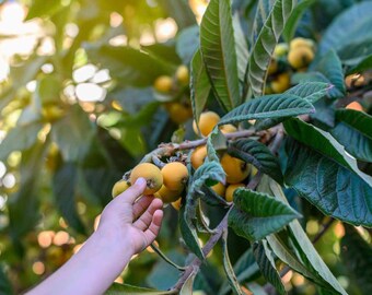 Grafted Sapodilla Loquat(Eriobotrya Japonica) Japanese Medlar Live Fruit tree 1ft-3ft