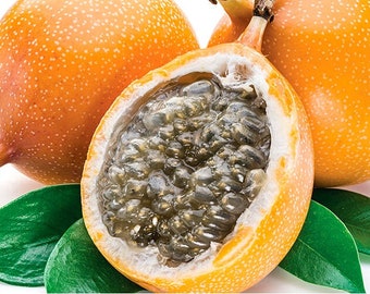 Big Passion fruit (Granadilla)( Quadrangularis) fruit plant (1ft-3ft)