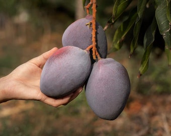 Palmer Mango (Mangifera Indica) tree (10 inches-1 ft)