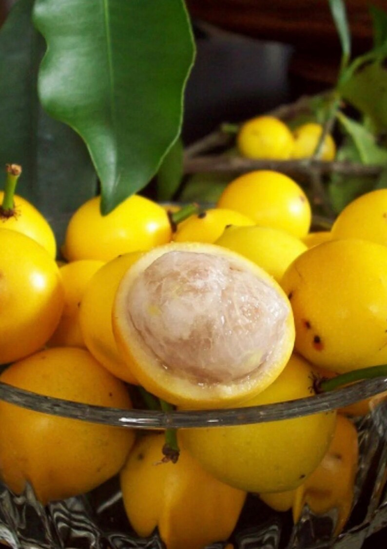 Lemon drop Mangosteen Mameyito Garcinia Mangostana 6inch-1ft image 5