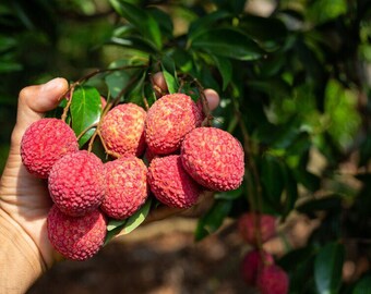 Lychee (Litchi chinensis) Live Fruit Tree (10inch-1ft)