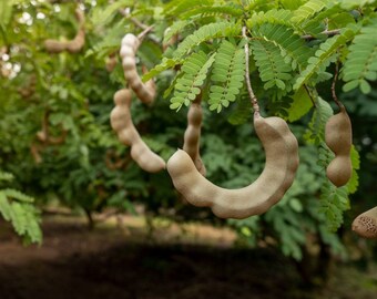 Live Grafted Sweet Tamarind (Tamarindus indica) Fruit Tree ((10in to 2ft)