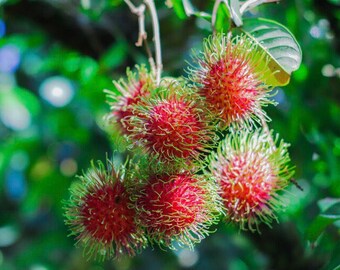 10in 1ft)Exotic Rambutan (Nephelium lappaceum) Live Fruit Tree