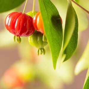 Pitanga eugenia uniflora Suriname cherry live fruit tree 12in to 24inches image 8