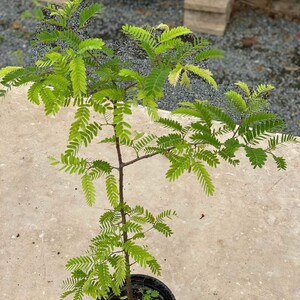 Sweet tamarind Tamarindus indica fruit tree 10 inches to 2 feet image 3