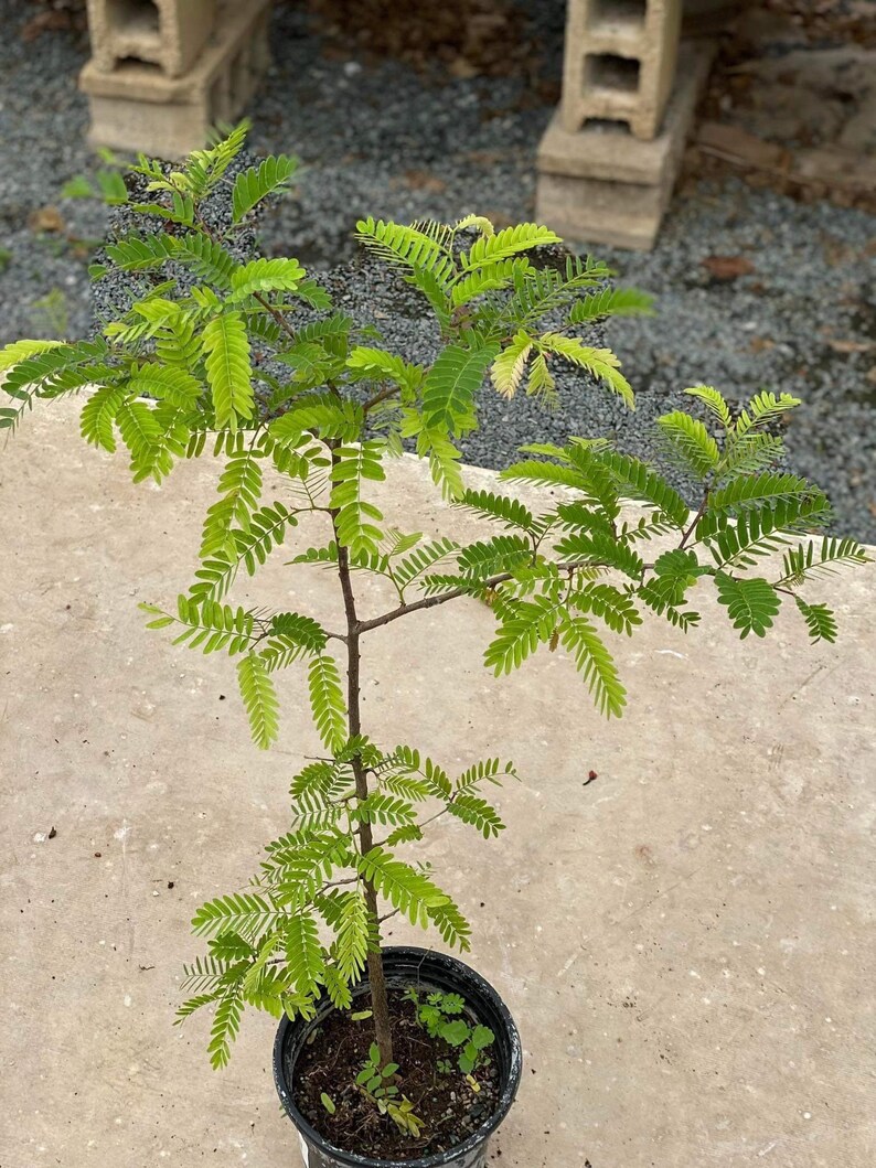 Sweet tamarind Tamarindus indica fruit tree 10 inches to 2 feet image 3