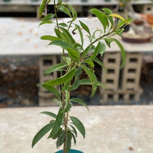 Grafted Nispero Manilkara huberi Sapodilla Live Fruit Seedling Tree 1-2ft image 5