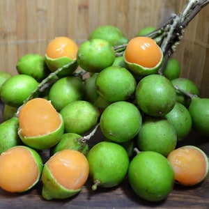 Quenepa (Melicoccus bijugatus) Tropical Basswood (Mamoncillo Spanish Lime) 10inch-1ft live tree