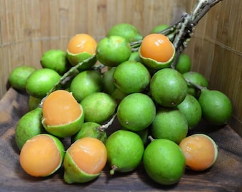 Quenepa (Melicoccus bijugatus) Tropical Basswood (Mamoncillo Spanish Lime) 10inch-1ft live tree