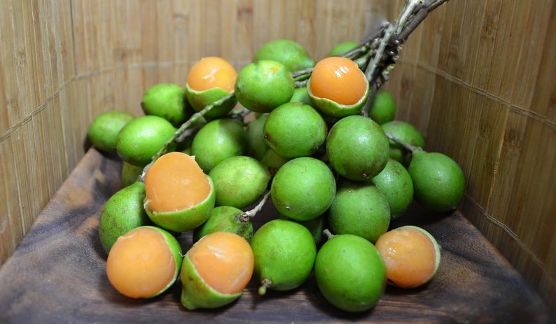 quenepas, soapberry family, tropical plants, spanish lime trees, puerto rico, soapberry family