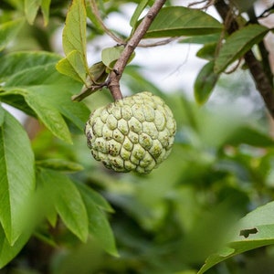 Sugar apple (Annona Squamosa) (Chirimoya) 12inch2ft