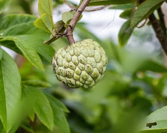 Sugar apple (Annona Squamosa) (Chirimoya) 12inch2ft