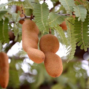 Sweet tamarind Tamarindus indica fruit tree 10 inches to 2 feet image 5