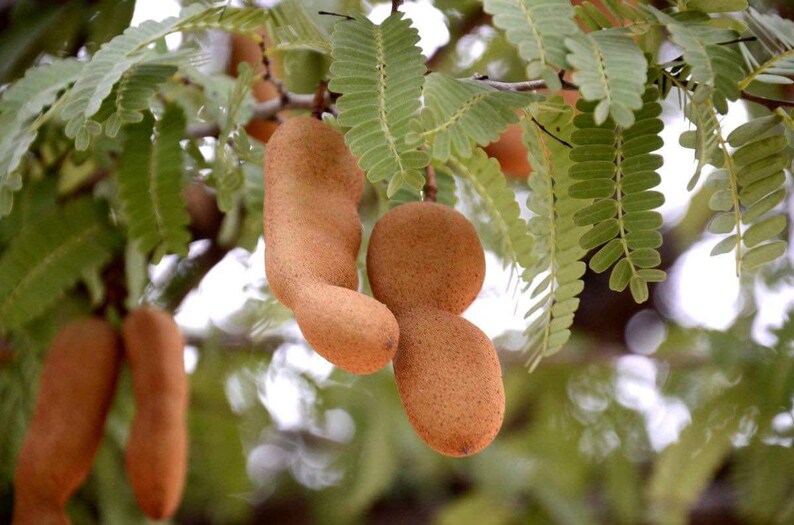 Sweet tamarind Tamarindus indica fruit tree 10 inches to 2 feet image 5