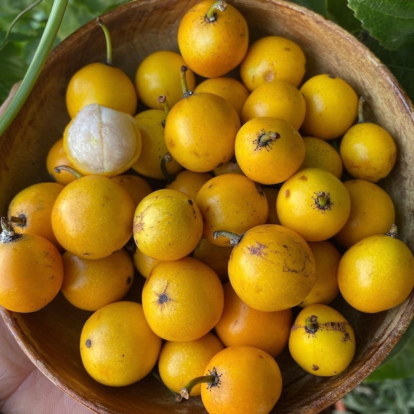 Lemon drop Mangosteen (Mameyito) Garcinia Mangostana 6inch-1ft