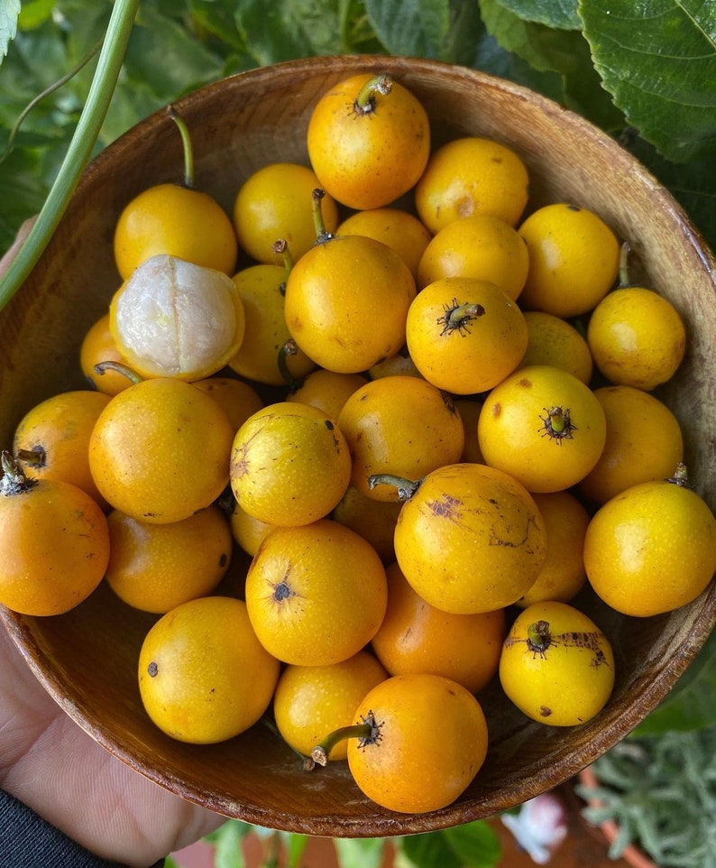 Lemon drop Mangosteen Mameyito Garcinia Mangostana 6inch-1ft image 1