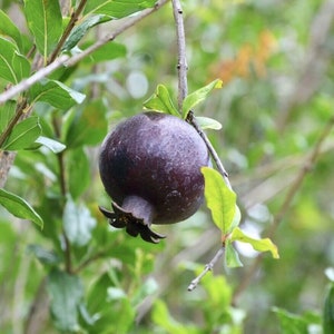 Big Black Pomegranate(punica granatum) Pomegranate fruit live tree (2ft-3ft)