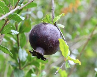 Big Black Pomegranate(punica granatum) Pomegranate fruit live tree (2ft-3ft)