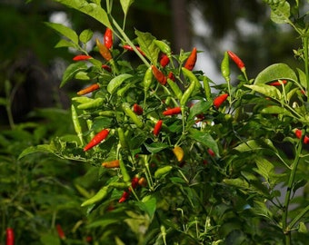 Chili Hot Pepper Tropical Live Tree 10"-24" Inches Tall (Capsicum Annum Var