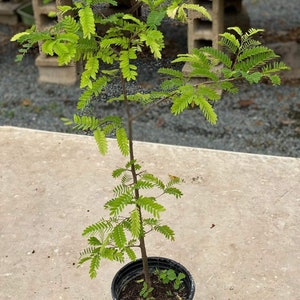 Sweet tamarind Tamarindus indica fruit tree 10 inches to 2 feet image 2