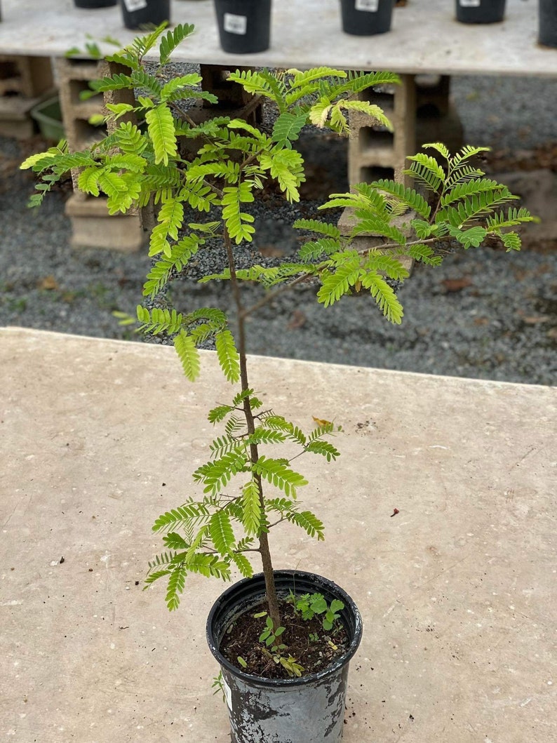 Sweet tamarind Tamarindus indica fruit tree 10 inches to 2 feet image 2