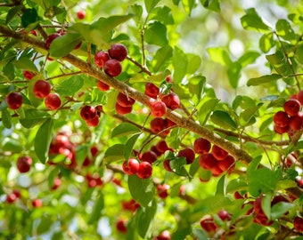 Arbre fruitier vivant de cerise acérola (Malpighia emarginata) (12 à 24 pouces)